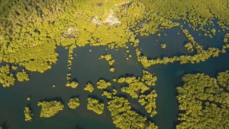 Mangrovenwald-in-Asien