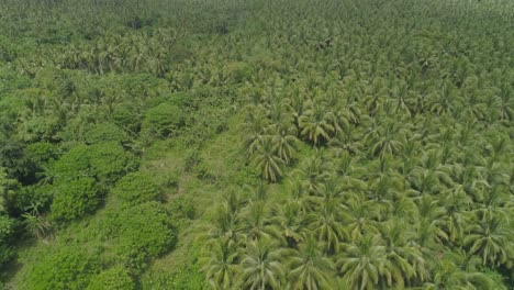 Tropical-landscape-with-palm-trees.-Philippines,-Luzon