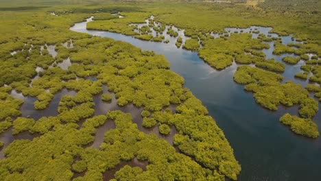 Mangrovenwald-in-Asien