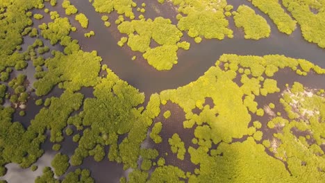 Mangrovenwald-in-Asien