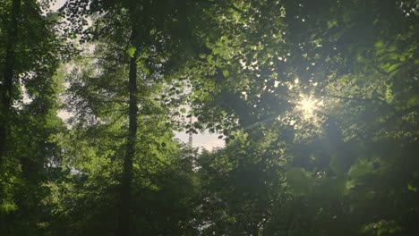 Wald-Bäume-Sonne-Flare-Slow-motion