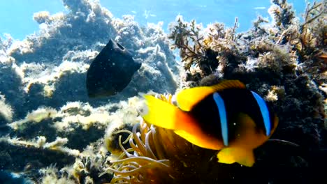 Clownfische-Leben-in-ihre-Seeanemone