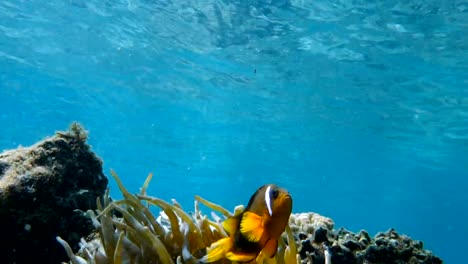 Clownfische-Leben-in-ihre-Seeanemone