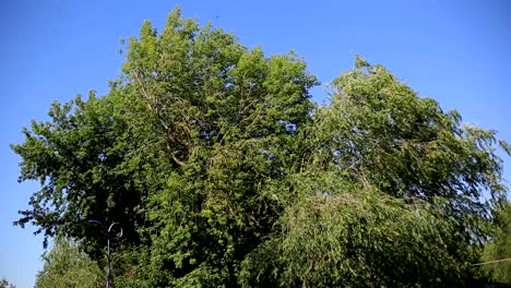 die-Äste-eines-Baumes-mit-grünen-Blättern-in-einem-sonnigen-Tag-wiegen-sich-im-Wind-gegen-den-blauen-Himmel.-Umgebung