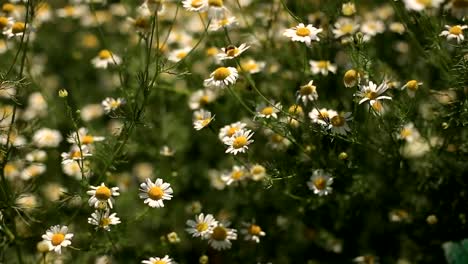 Bereich-der-Blüten-von-Gänseblümchen-Nahaufnahme.