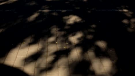 shade-from-the-swaying-branches-of-the-tree,-on-the-paving-slabs.