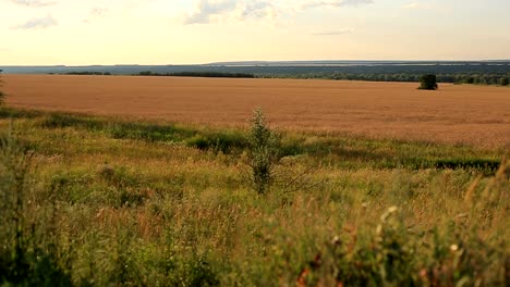 verschiedenen-Wildgras-wiegen-sich-im-Feld-an-einem-Sommerabend-bei-Sonnenuntergang.