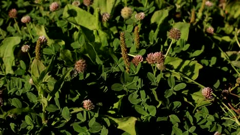 campo-del-trébol-de-flor-en-un-día-de-verano.