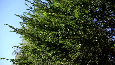 las-ramas-de-un-árbol-con-hojas-verdes-en-un-día-soleado-se-sacuden-en-el-viento-contra-el-cielo-azul.-medio-ambiente