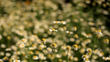 Bereich-der-Blüten-von-Gänseblümchen-Nahaufnahme.