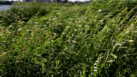 grüne-Zweige-von-Schilf,-die-an-einem-Waldsee-an-einem-Sommertag-vor-dem-starken-Wind-wiegenden-wächst.