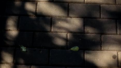 shade-from-the-swaying-branches-of-the-tree,-on-the-paving-slabs.