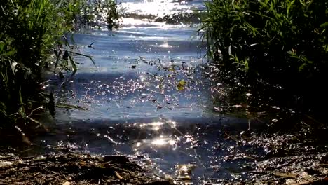 die-Blendung-der-Sonne-am-Waldsee.