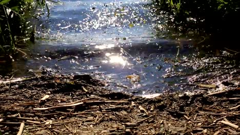 the-glare-of-the-sun-on-forest-lake.