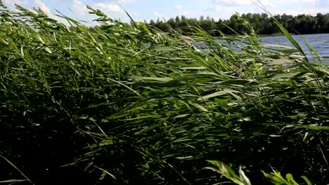 grüne-Zweige-von-Schilf,-die-an-einem-Waldsee-an-einem-Sommertag-vor-dem-starken-Wind-wiegenden-wächst.