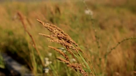 verschiedenen-Wildgras-wiegen-sich-im-Feld-an-einem-Sommerabend-bei-Sonnenuntergang.