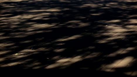 shade-from-the-swaying-branches-of-the-tree,-on-the-paving-slabs.