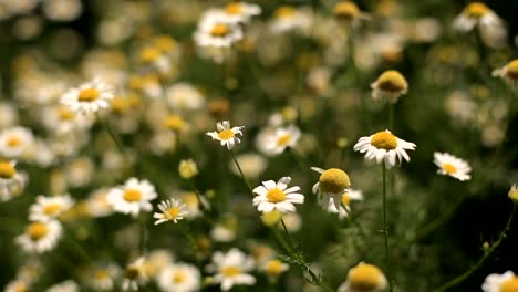 Bereich-der-Blüten-von-Gänseblümchen-Nahaufnahme.