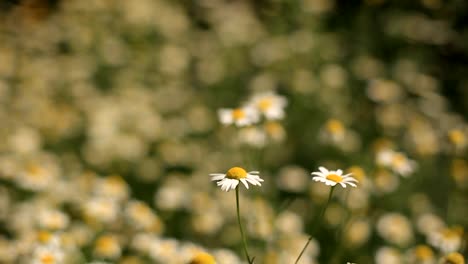 Bereich-der-Blüten-von-Gänseblümchen-Nahaufnahme.