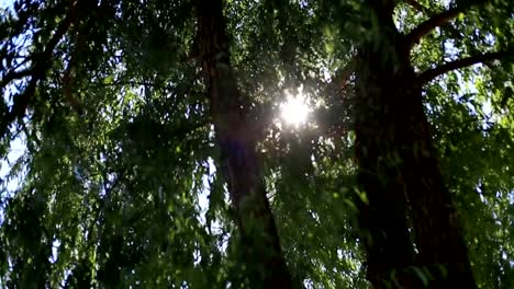 the-sun-shines-through-the-green-leaves-of-the-trees.