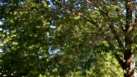 the-branches-of-a-tree-with-green-leaves-in-a-bright-Sunny-day-swaying-in-the-wind-against-the-blue-sky.-environment