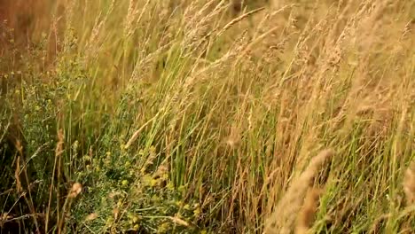 different-wild-grass-swaying-in-the-field-on-a-summer-evening-at-sunset.