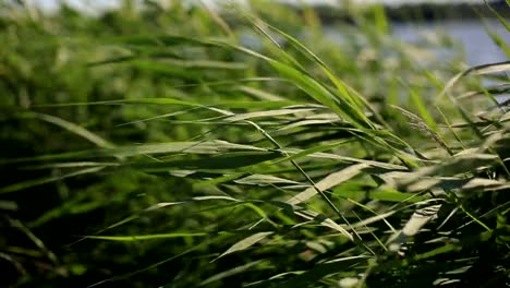 green-branches-of-reeds,-which-grows-on-a-forest-lake-swaying-from-the-strong-wind-on-a-summer-day.