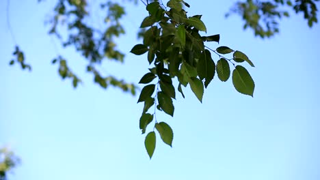 die-Äste-eines-Baumes-mit-grünen-Blättern-in-einem-sonnigen-Tag-wiegen-sich-im-Wind-gegen-den-blauen-Himmel.-Umgebung