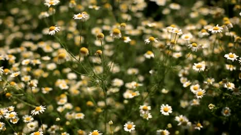 Bereich-der-Blüten-von-Gänseblümchen-Nahaufnahme.