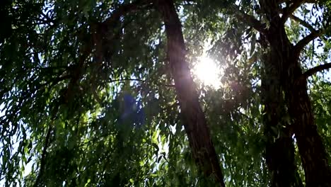 the-sun-shines-through-the-green-leaves-of-the-trees.