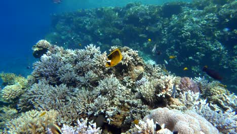 Arrecife-de-coral,-peces-tropicales.-Cálidas-del-océano-y-agua-clara.-Mundo-submarino.