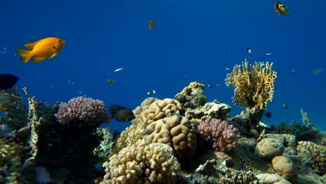 Buceo.-Peces-tropicales-y-arrecife-de-coral.-Vida-submarina-en-el-océano.