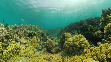 Arrecife-de-coral-y-peces-tropicales