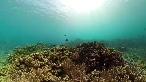 Arrecife-de-coral-y-peces-tropicales