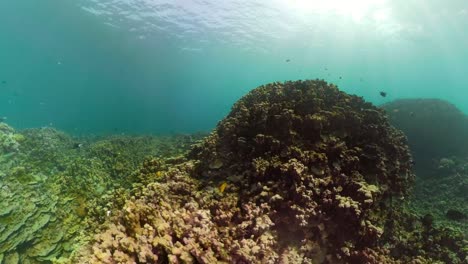 Arrecife-de-coral-y-peces-tropicales