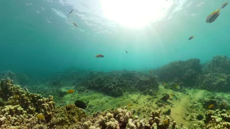 Arrecife-de-coral-y-peces-tropicales