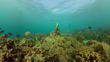 Arrecife-de-coral-y-peces-tropicales