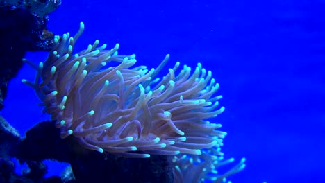 Cerrar-vista-de-algas-de-mar-bailando-sobre-las-olas.-Dos-pez-payaso-(Amphiprioninae)-comer-algas.