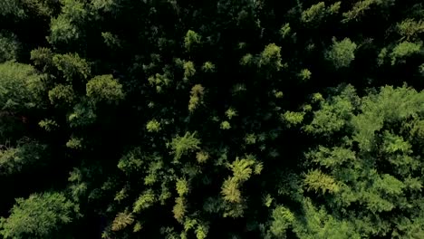 Aerial-top-view-of-a-green-forest