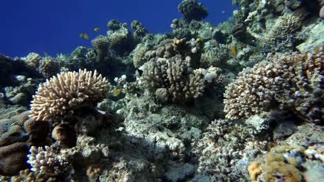 Buceo.-Peces-tropicales-y-arrecife-de-coral.-Vida-submarina-en-el-océano.