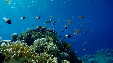 Video-shooting-at-a-shallow-depth.-The-corals-and-tropical-fish.