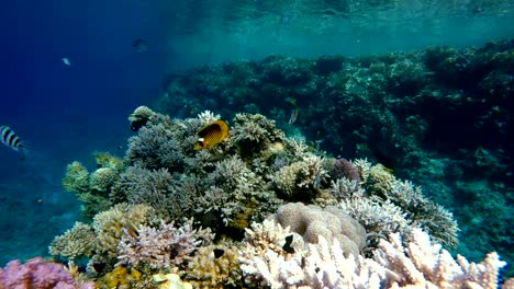 Videodreh-in-geringer-Tiefe.-Die-Korallen-und-tropischen-Fischen.