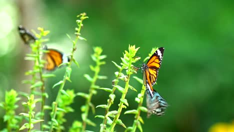 Schmetterling-im-tropischen-Regenwald