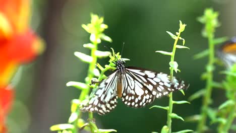 Schmetterling-im-tropischen-Regenwald