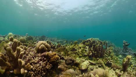 Arrecife-de-coral-y-peces-tropicales