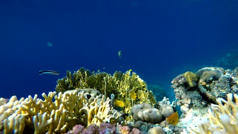 La-vida-marina-de-peces-tropicales.-Arrecife-de-coral.-Mar-tropical-y-arrecifes-de-coral.