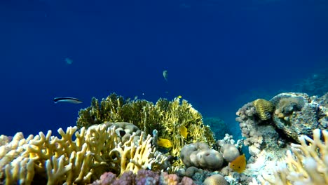 The-marine-life-of-tropical-fish.-Coral-reef.-Tropical-sea-and-coral-reef.