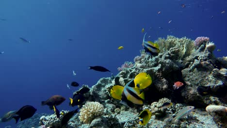 Die-wunderbare-Welt-eines-Korallenriffs.-Schöne-Korallen-Blumen-und-tropischen-Fischen.