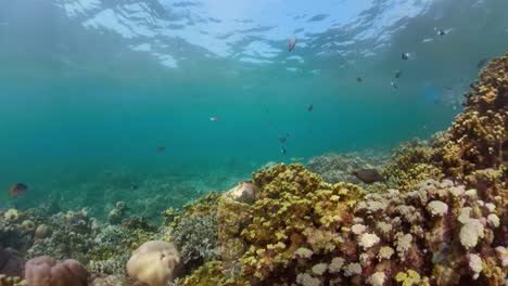 Arrecife-de-coral-y-peces-tropicales