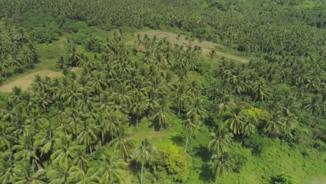 Tropical-landscape-with-palm-trees.-Philippines,-Luzon